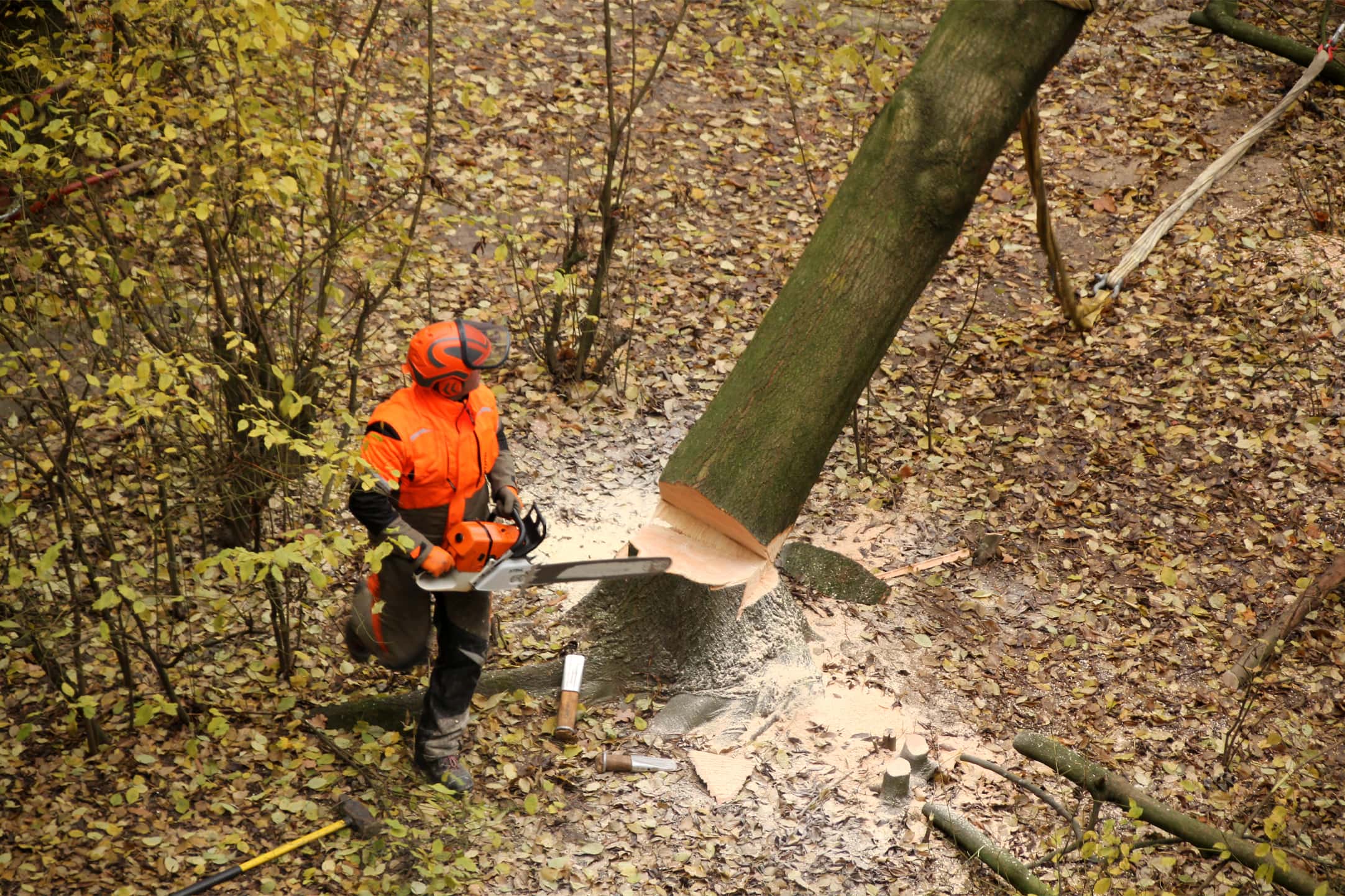 RELIABLE<br> TREE SURGEONS